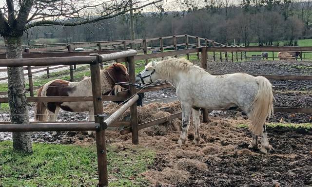 Belle opportunité pour élevage, sport ou show