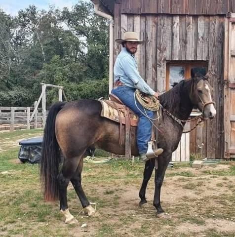 Hongre quarter horse pp