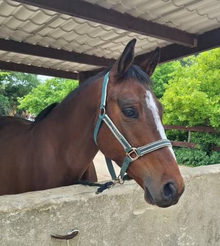 Cheval de sport de 4 ans