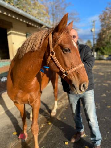 Cheval, arabe, 5 ans