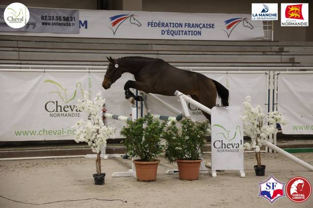 Vds hongre 3 ans bai , mère iso 142