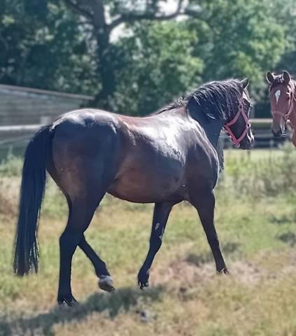 Hongre pfs 3 ans non débourré
