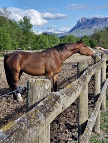 Poulinière pleine de candy de nantuel