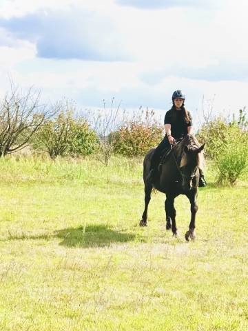 Hongre 9 ans cob croisé frison