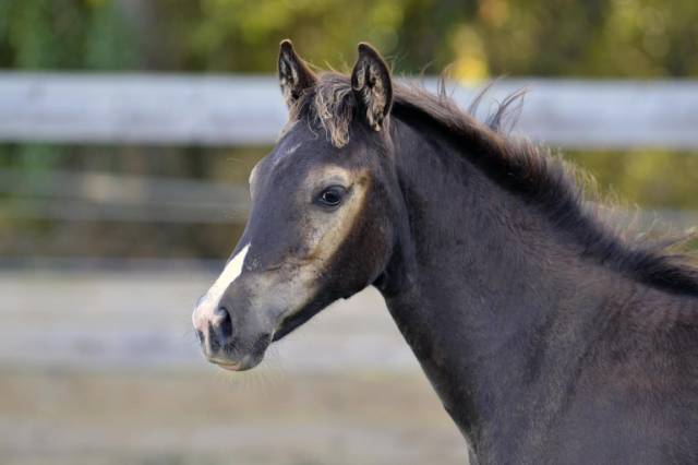 Pouliche half quarter horse