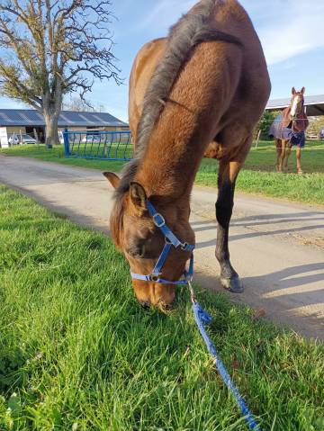 Nième jeune trotteur