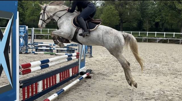Poney hors taille