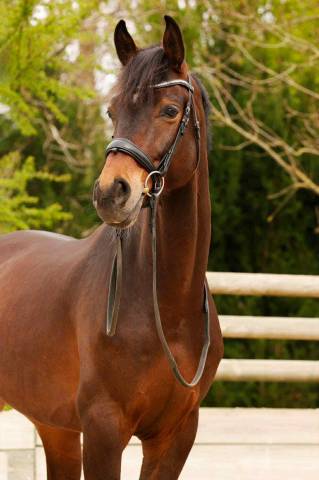 Hongre westphalien dressage par apache/furst romancier