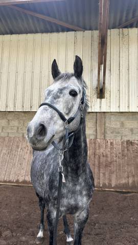 Super jument de 6 ans