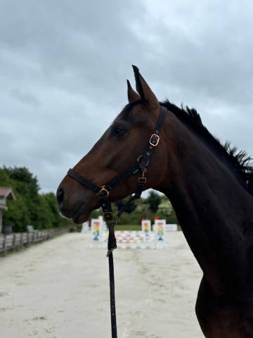 Hongre anglo-arabe cce