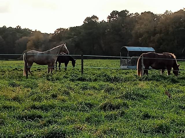 Pension travail chevaux et poneys