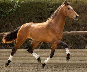 Jeune cheval d’attelage, avec un cœur en or