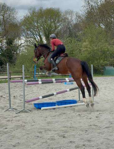 Jument de selle de 7 ans