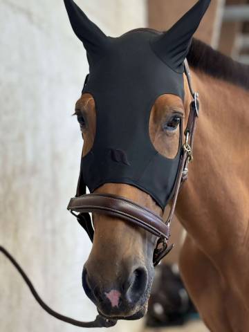 Hongre trotteur français