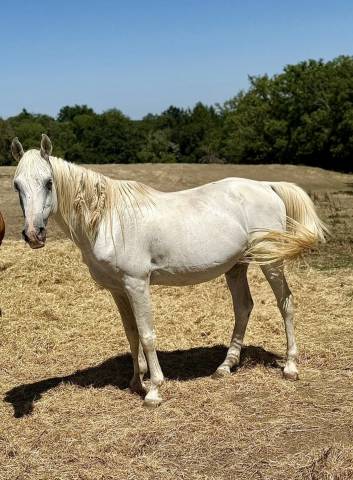 Etalon pur-sang arabe
