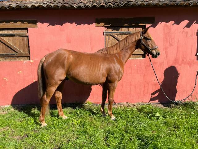 Cheval pour compétition ou loisir