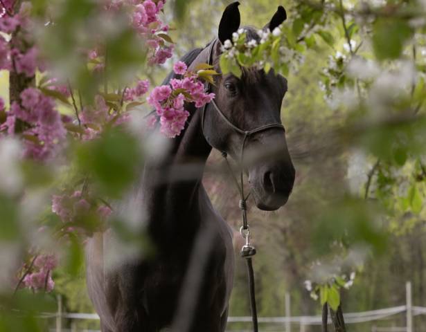 à vendre ✨ visconti du soleil ✨- hanovrien par vitalis