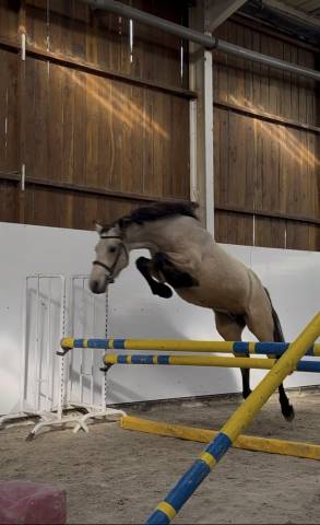 Jument plein papier irish sporting