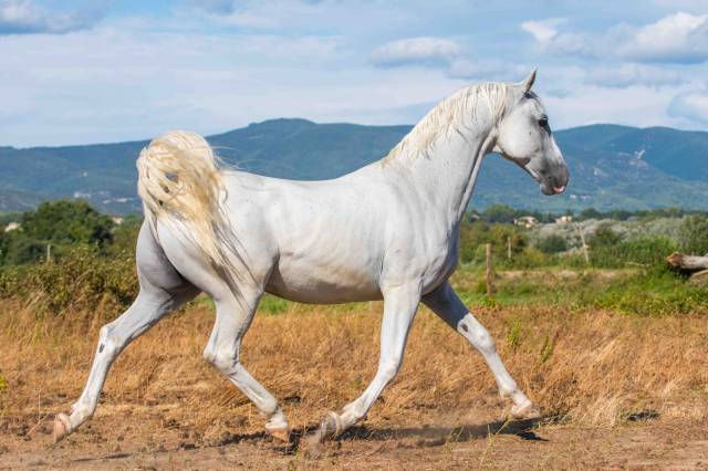 Superbe hongre lipizzan 11 ans 160cm
