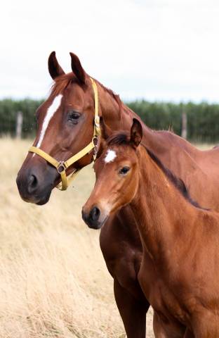 Jument poulinière dressage