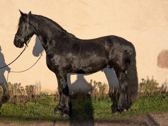 Valliant s - cheval à vendre