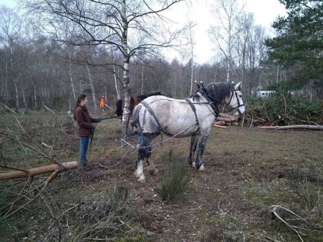 Juments percheron x cob normand 12 ans