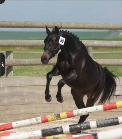 Pépite jeune ponette pfs !!!