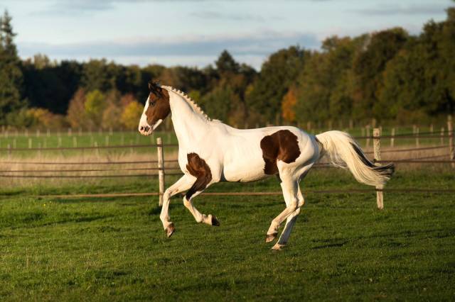 Envol van de rib : étalon cso pie – saison de saillies 2026