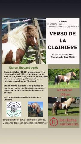 Lot shetland étalon et ponette