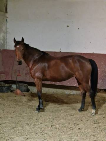 Jument 11 ans - loisir ou élevage