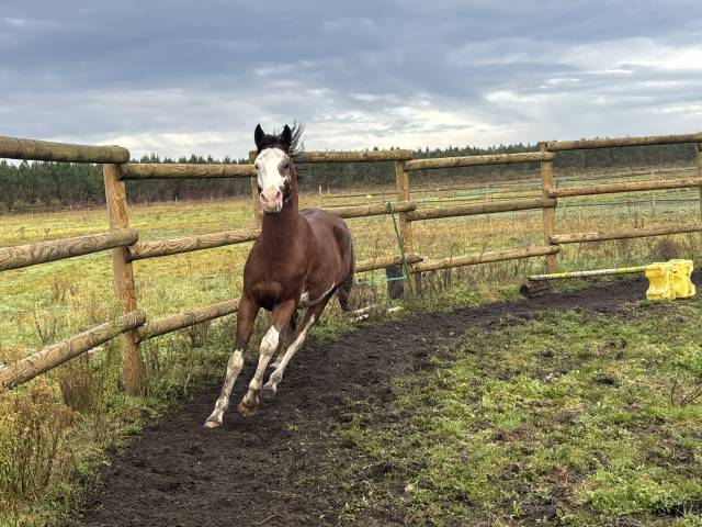 Legend du jip jap : etalon arabe