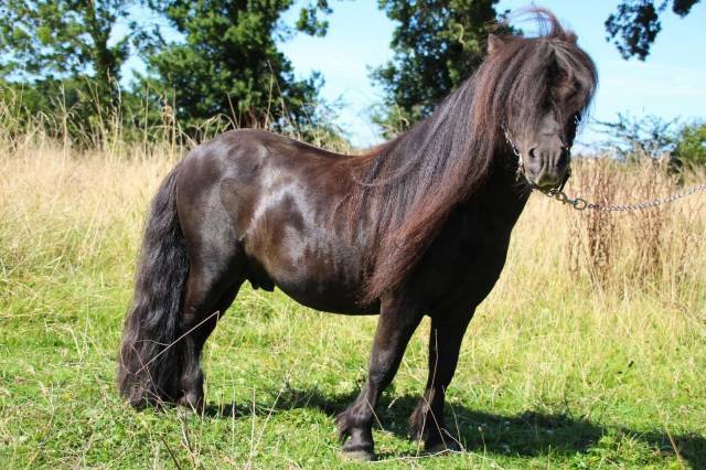 Ixio du viquet : saillie shetland