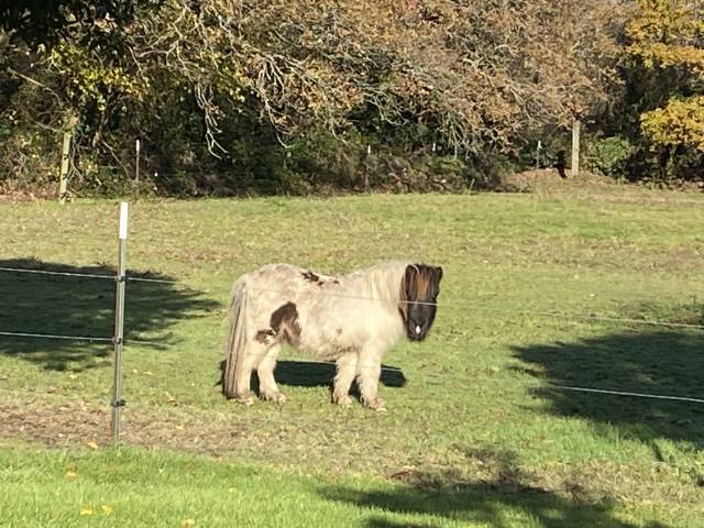 Poulain mini shetland pp