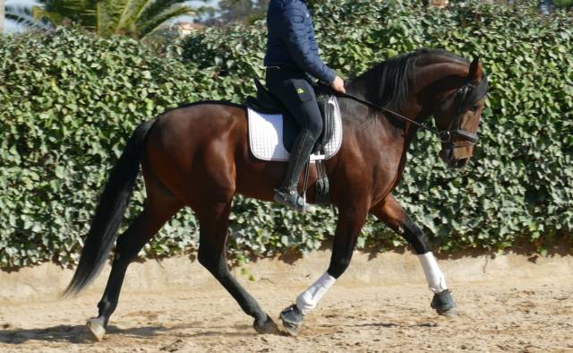 Pre grande taille-dressage
