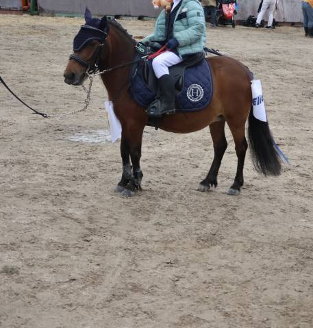 Shetland petite bombe