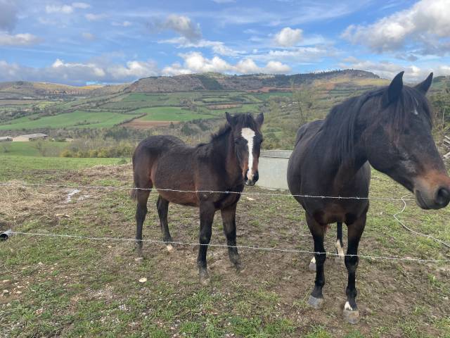 Pouliniere connemara 7 ans pp