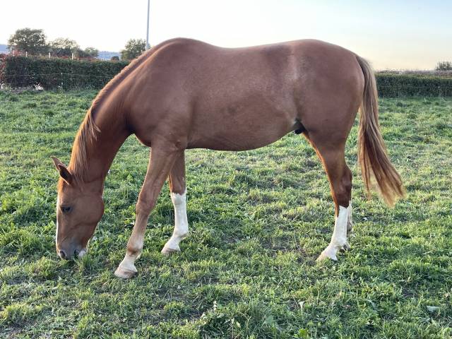 Hongre selle français souche quismy des vaux