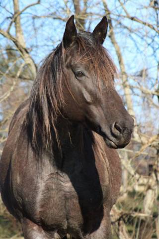 My soul hancock blue : quarter horse blue roan homozygote