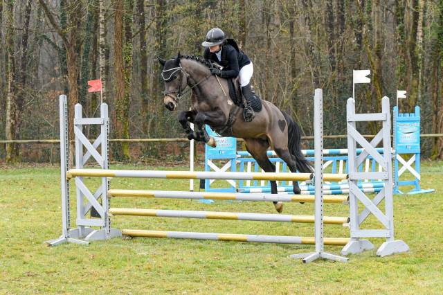 Jupiter d'arquetan : jeune étalon isabelle, chic, facile, polyvalent
