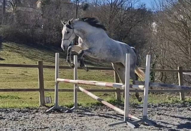 Jument polyvalente pur sang