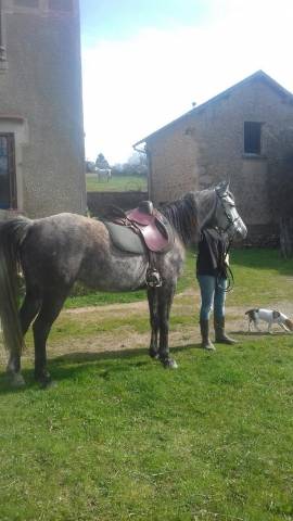 Jument demi sang arabe 16 ans