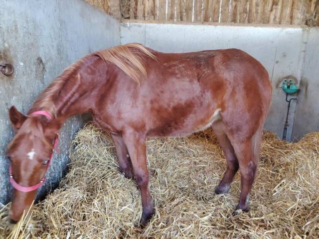 Yerlings tf nés 2024-demande d offres d achats