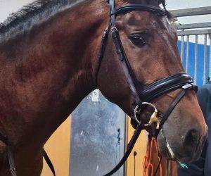 Filio : jeune cheval avec expérience en concours.