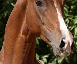 Santorini. magnifique cheval de sport