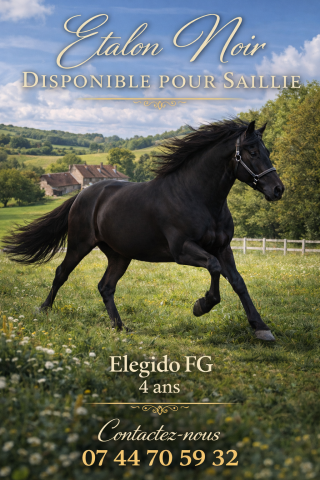 Elegido fg : etalon elegido pre fg disponible a la saillie