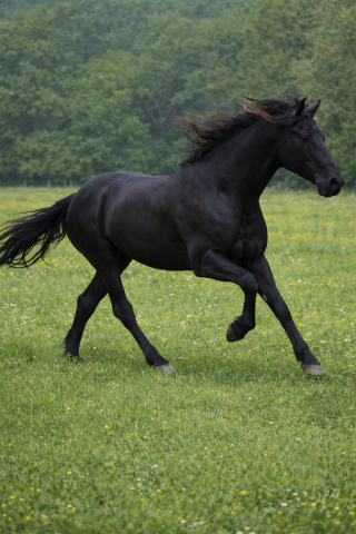 Galan salvatella iii : galan salvatela iii .pre .pp dispos saillie