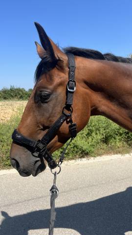 Jeune cheval médiation/tap/compagnie