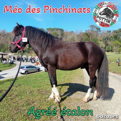 Méo des pinchinats : méo des pinchinats etalon pottok livret a pie noir