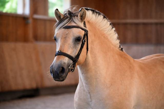 Hongre - fjord - 4 ans - polyvalent - france