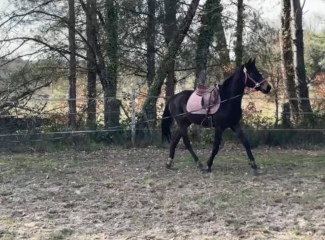 Jument idéale cso ou cce